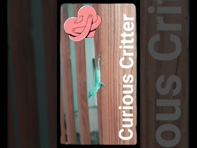 Curious little creature. #lizard #reptiles #curiosity #cute