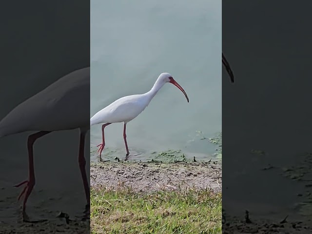 Busy Little Ibis!