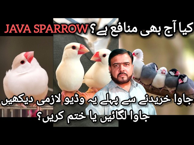 Java Lagayen Ya Khatam Karen | Java Sparrow Business 2026-2027 | Birds Market Jaal Rate