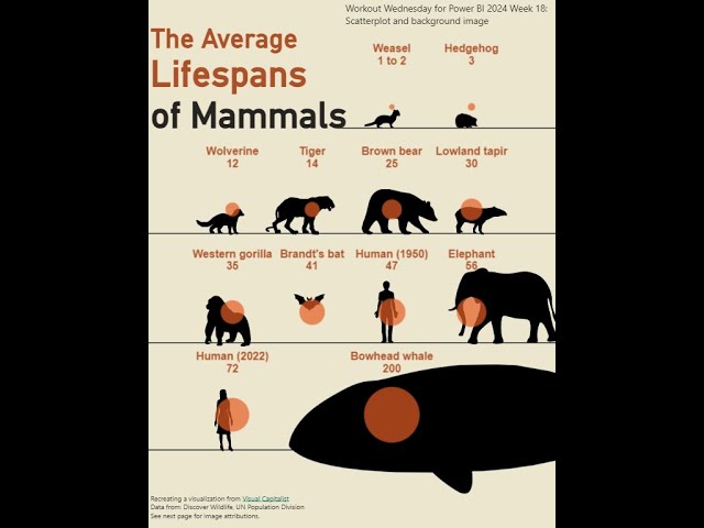 2024 Week 18 | Power BI: Visualize Mammal Lifespan with a Scatterplot and Background Image
