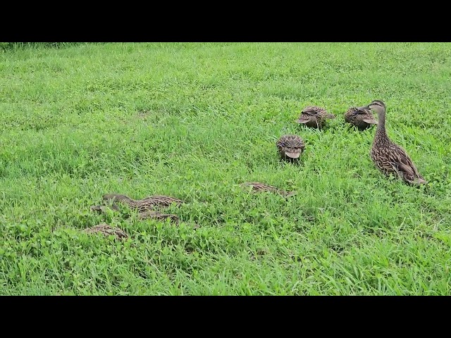 Mommy and baby ducklings foraging for breakfast!