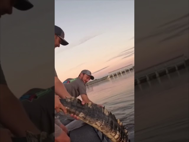 HUGE ALLIGATOR CAPTURED! 3/20 #viral #short #youtubeshorts #shorts #viralvideo #youtube #shortvideo