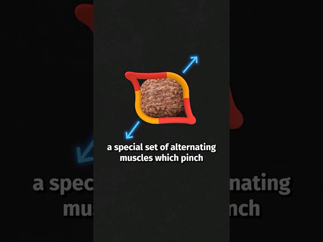 Wombats Poop Cubes
