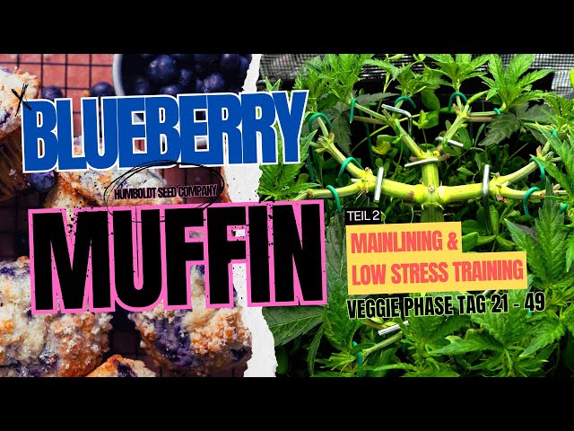 Humboldt Blueberry Muffin Grow - Mainlining & Low Stress Training - Spiderfarmer 70x70, SF2000Pro