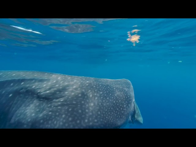 Meta Whaleshark 4min VR3D 180 LR