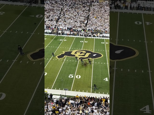 Ralphie VII’s 1st run at Folsom Field a success  #cubuffs #deionsanders #coachprime #cfb #football