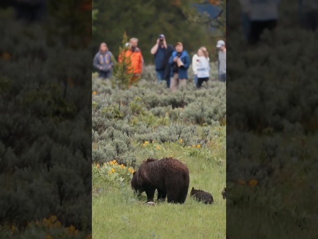 For grizzly cubs, the biggest threat may be another grizzly. #wildlife #bear #grizzly399 #naturepbs