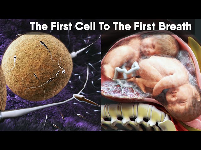 From the First Cell to First Breath, Twins From Conception to Birth Educational Content