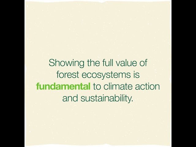 Save our Forests. Save our Climate