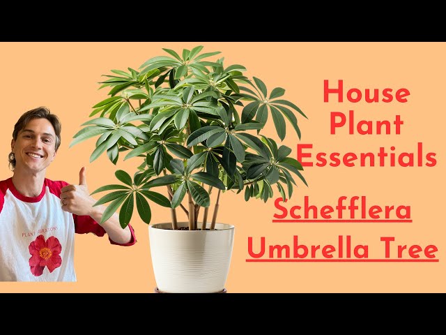 Schefflera Plant Care - How to Grow the Umbrella Plant Successfully - Houseplant Essentials