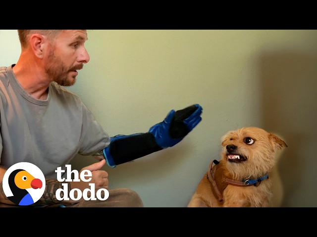 Trainer Spends A Year Just Trying To Put A Leash On This Dog | The Dodo