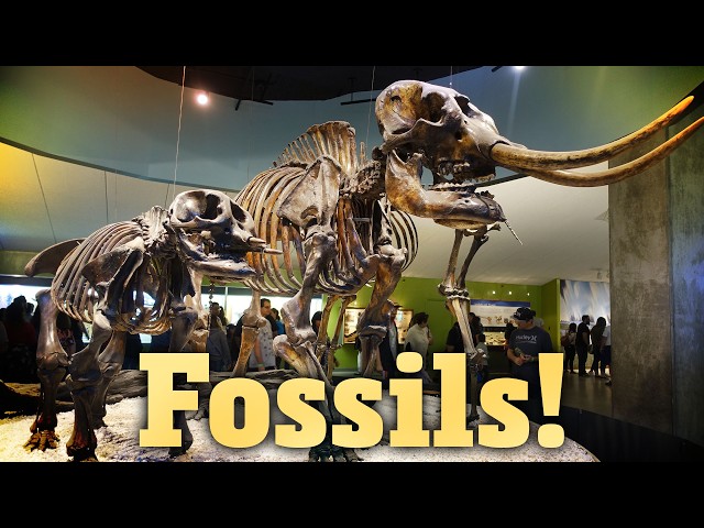 How Do Fossils Form?: Crash Course Geology #18