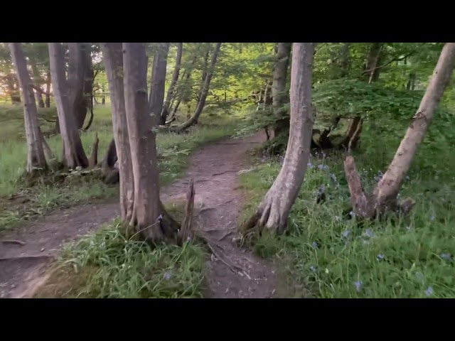 Hamstreet Woods Walk (Spring)