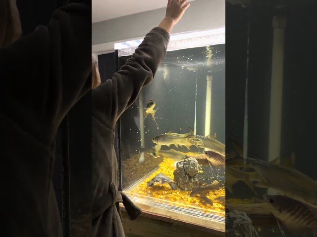 Feeding MONSTER Fish in My 300 Gallon Tank! Indo Tarpon, Fly River Turtle & Giraffe Catfish