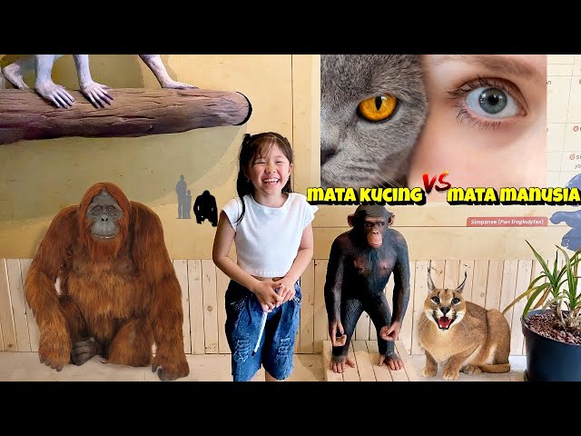 Petualangan Harper ke Museum Binatang - Seru Banget Belajar Tentang Binatang