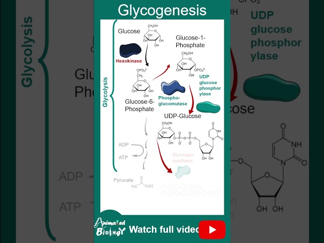 Glycogenesis explained in just 2 minutes | 2 min biochem playlist #animated_biology #bio_facts