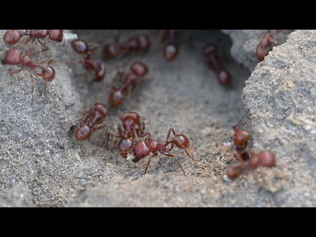 Red Harvester Ants Mound in South Texas (4K 60 FPS) - Close Up Video Detail
