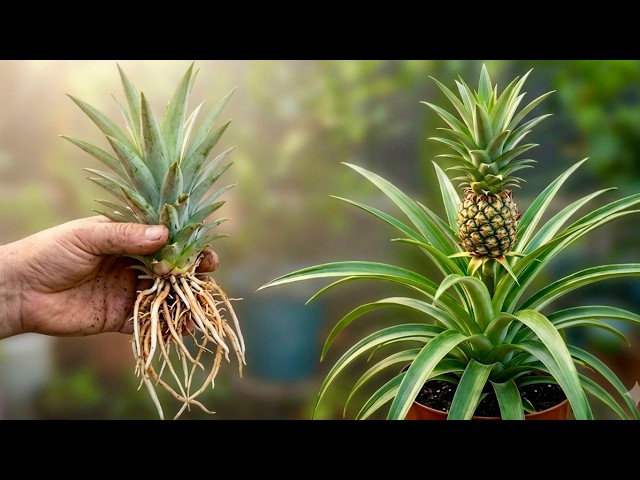 🍍 How to Grow Pineapple Tops Repeatedly | Dwarf Pineapple Guide