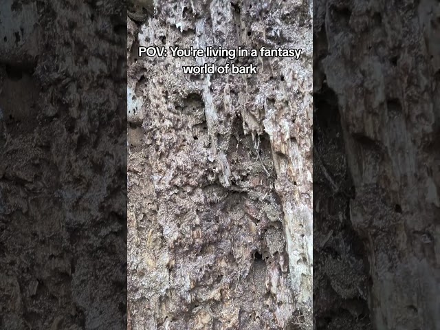 oh my bark ðĪŊ