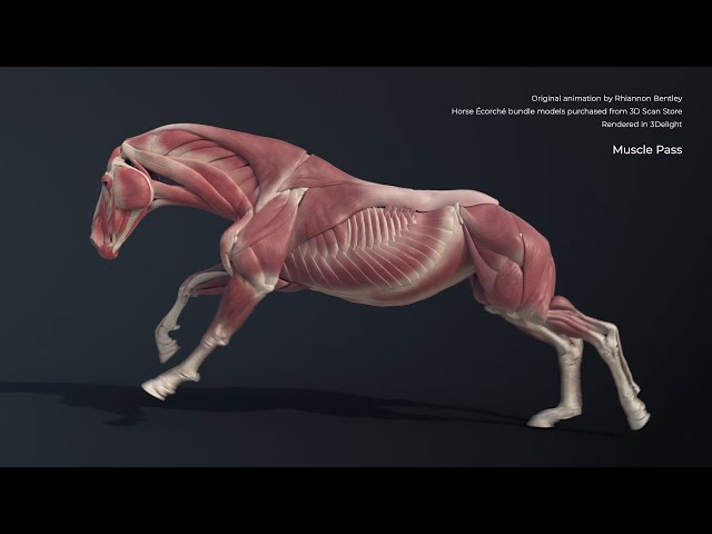 Houdini Muscle and Tissue Simulation