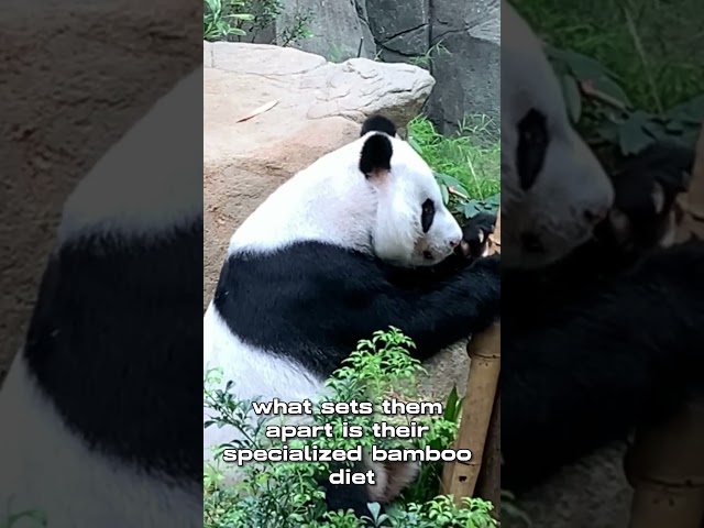 Panda bear