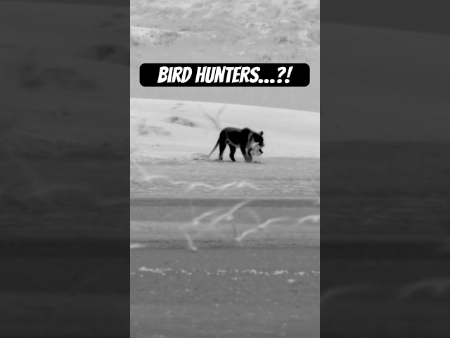 Their survival instincts take them to new heights. #naturepbs #wildlife #lions #rarefootage #animals
