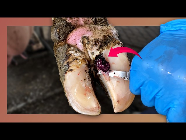 The Complete Care Transformations - Satisfying Hoof Restorations - 27/09/2026 21:00