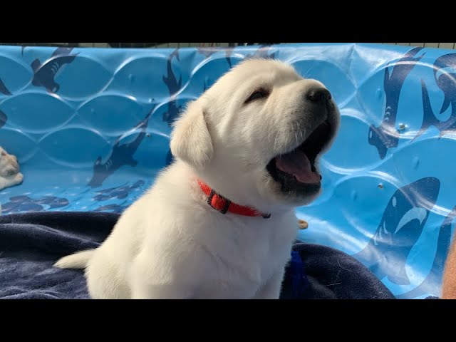 Lab Puppy Atlas HATES His First Bath! Or does he? 😜