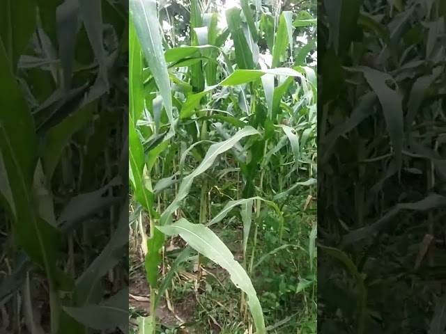 jagung di serang busuk batang