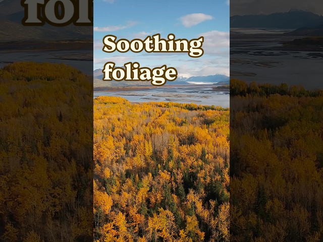 It’s officially fall!! 🍂 #autumn #soothing #fallfoliage #landscape #relaxing