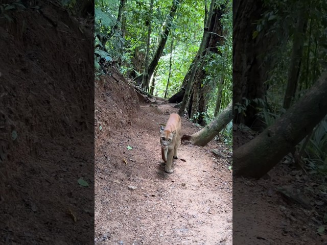 My life flashed before my eyes #puma #moutainlion #costarica