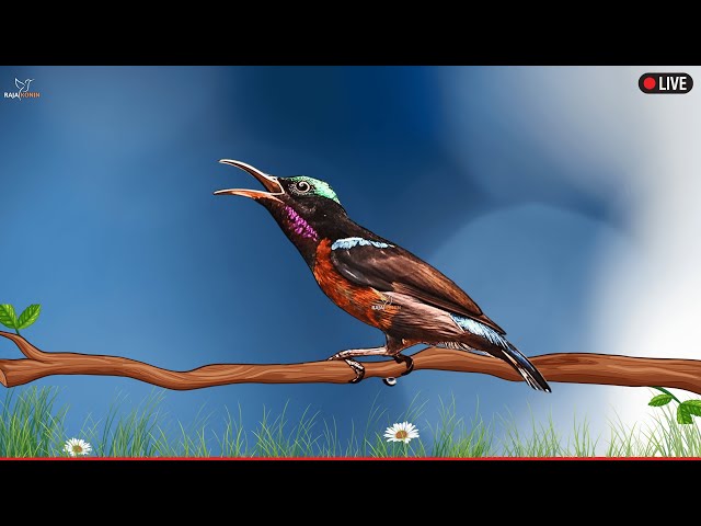 Relaxing Bird Sounds for Sleeping - Hummingbird Song Nature Sounds - Calming Birds Chirping Ambience
