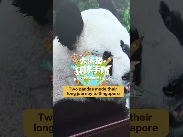 Two Pandas Made Their Long Journey To Singapore | iPanda【Pandas’ World Travel】