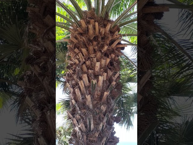 Palm trees Tenerifė