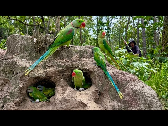 An amazing video of a parrot in a burrow in a beautiful forest.#love #baby #beautiful 