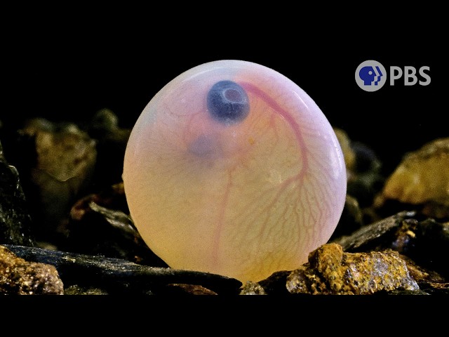 Why Mammals Gave Up On Laying Eggs