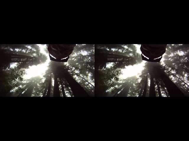 Redwood Creek, Lady Bird Johnson Grove, 3D
