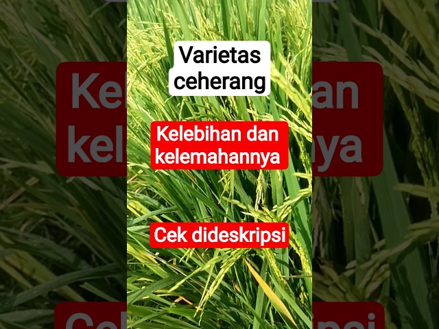 Padi Ciherang di Lahan Tadah Hujan: Kelebihan dan Kekurangannya