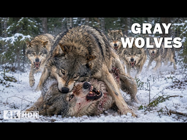 GRAY WOLVES | Nature’s Deadliest Pack Hunters | Nature Animal Documentary