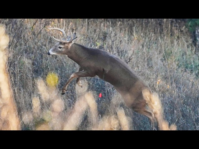 4 BUCKS in 5 DAYS of HUNTING!