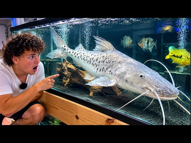 Feeding My ENTIRE Monster Fish Collection!