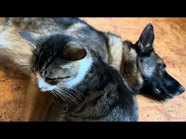 Cat Thyme & Alsatian SheWolf have a very loving amicable relationship