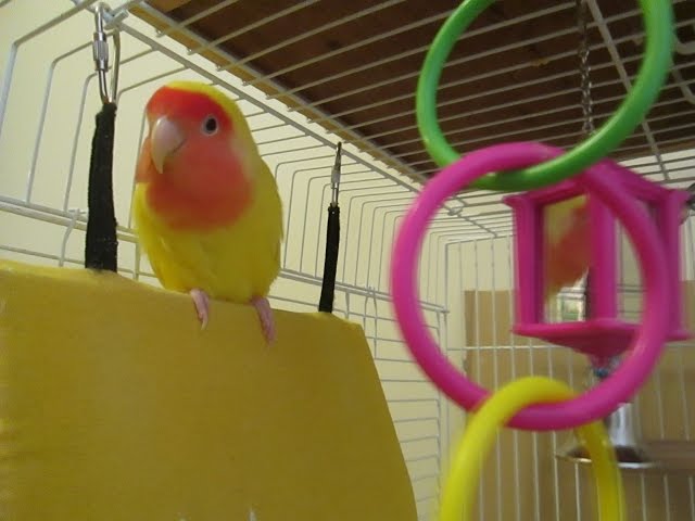 Lovebird decorating his tail feathers.