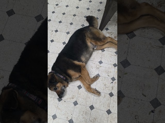 Dog