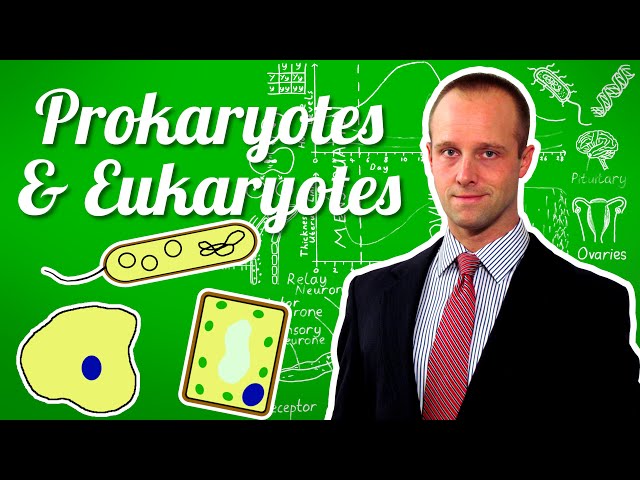 Prokaryotes and Eukaryotes - GCSE IGCSE 9-1 Biology - Science - Succeed In Your GCSE and IGCSE