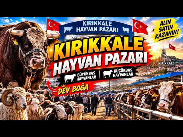 KIRIKKALE LIVESTOCK MARKET SEPTEMBER 15