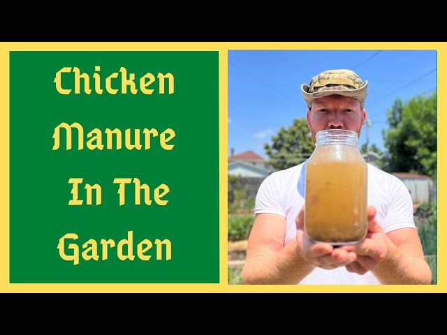 Using FRESH Chicken Manure - Will NOT BURN Your Plants This Method - Fastest Liquid Fertilizer