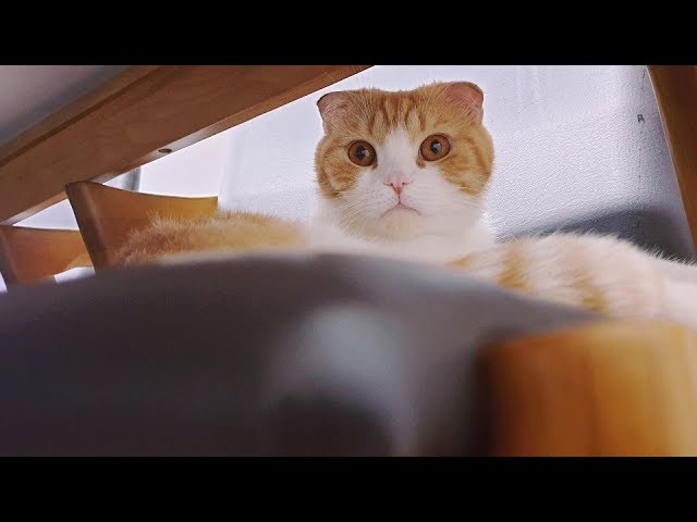[180 3D] Verelife 8 씻은 후 먹는 츄르 (To wash. To eat CIAO.)