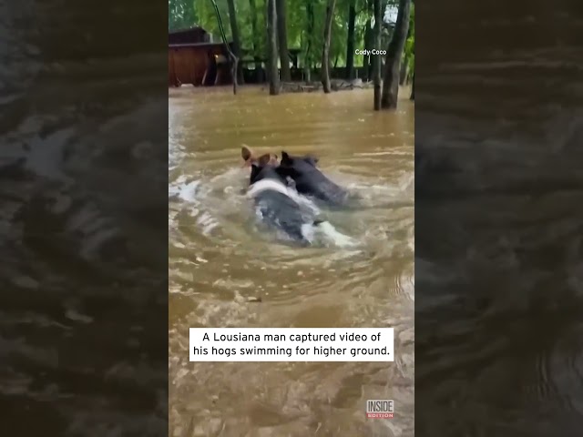 Hogs Swim To Safety After Tropical Storm Flooding #shorts