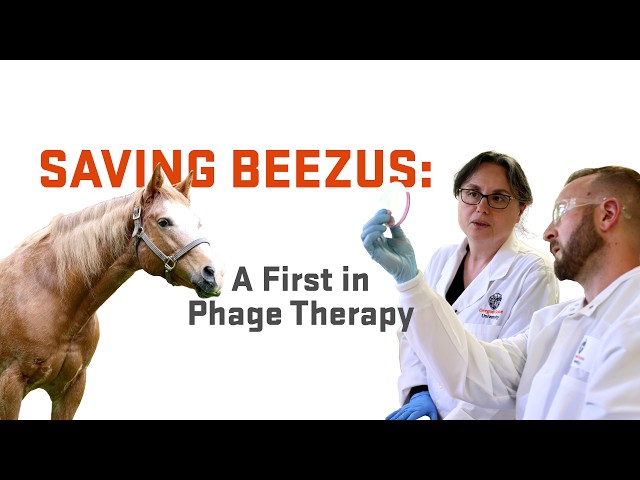 Saving Beezus: A First in Phage Therapy